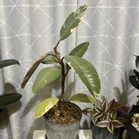 ゴムの木,フィカス ルビー,観葉植物,植え替え,ダイソー産の画像