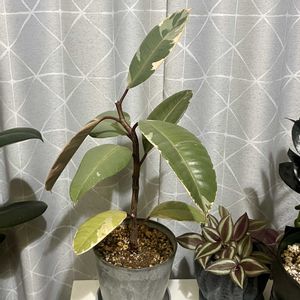 ゴムの木,フィカス ルビー,観葉植物,植え替え,ダイソー産の画像