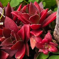 火祭り,多肉植物,ベランダガーデン,紅葉（こうよう）,夕焼けの画像