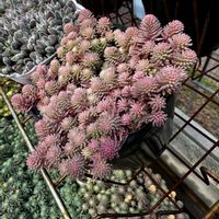 セダム,斑入りパリダム,KOH.斑入りパリダム,セダム大好き,繋がりに感謝✨の画像