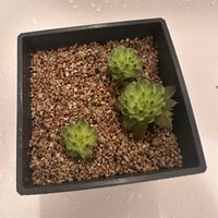 ツメレンゲ,爪蓮華,成長記録,キッチンの画像