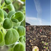 チューリップ,アロマティカス,2025年“ 秋 “ ｱﾛの秋植え球根♡の画像