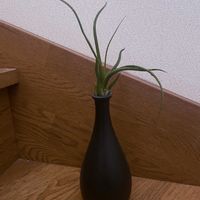 チランジア,一輪挿し,iPhone撮影,asingleflowervase,階段/廊下の画像