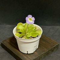 ムシトリスミレ,Pinguicula pilosa,Pinguicula pilosa,ピンギキュラ・ピロサ,ピンギキュラ・ピロサの画像