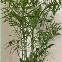 テーブルヤシ,テーブルヤシ,観葉植物,過去の写真,ヤシ科の画像