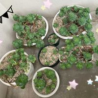 七福神,デビー,ハムシー,ハムシー,ピーチ姫の画像