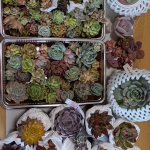 多肉植物,葉挿し,リメ缶,多肉寄せ植え,リメ鉢の画像