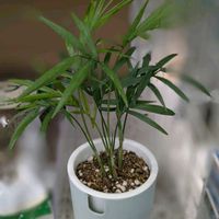 テーブルヤシ,観葉植物,今日のお花,Juneの会,武器ではなく花をの画像