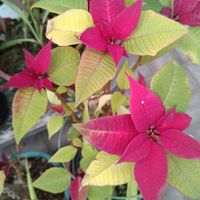 ポインセチア,東京都薬用植物園の画像