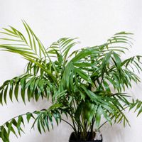 テーブルヤシ,雪割草,がんばれ！がんばれ！,今日のお花,今日も笑顔での画像