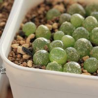 メセン,コノフィツム属,タニラー,その他部屋の画像