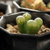 メセン,コノフィツム属,タニラー,その他部屋の画像