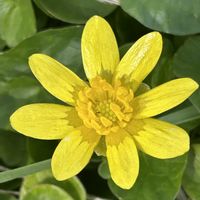 ヒメツルソバ,ヒメリュウキンカ,リナリア,ひめきんぎょそう,日陰の画像