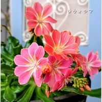 レウィシア,ベランダガーデン,花のある暮らしの画像