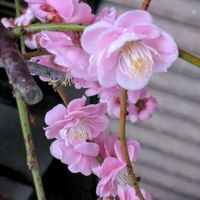 アセビ,アセビ,アセビ,アセビ,ジンチョウゲの画像