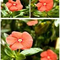 ニチニチソウ,ニチニチソウ 夏みかん,ニチニチソウ桃のときめき,ビタミンカラー,夏の花の画像