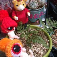 トキワシノブ,ベリー,ひなまつり,ブースカ,繋がりに感謝✨の画像