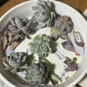 ガーデニング,ウッドデッキ,寄せ植え大好き,お迎え多肉,多肉箱の画像