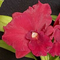 カトレア,デキシー  ジュエル‘スズキ’の画像