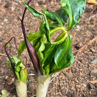 ウラシマソウ,山野草,お出掛け先,裏の山道で,珍しい山野草の画像
