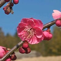 ウメ,ウメ,ウメ,ウメ,ウメの画像