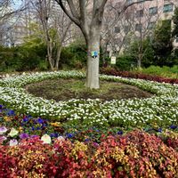 マーガレット,葉牡丹,オタフクナンテン,観葉植物,ビオラ・パンジーの画像