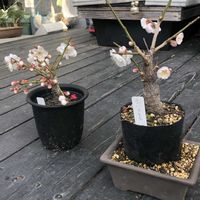 ウメ,ウメ,花梅 思いのまま,花梅 思いのまま,花梅 日月の画像
