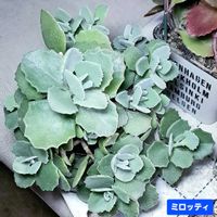 ミロッティ,カランコエ属,植物男子ベランダー,リビング・ダイニングの画像