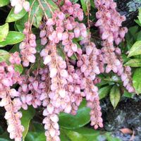 馬酔木,馬酔木(アセビ）,馬酔木(アセビ）,たにおたくらぶ,バラと夢CLUBの画像