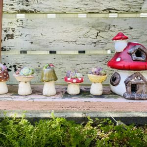 セダム,多肉植物,多肉寄せ植え,エケベリア属,多肉棚の画像