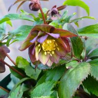 クリスマスローズ,ガーデニング,マイガーデン,花のある暮らし,クリスマスローズ愛同盟の画像