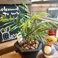 テーブルヤシ,ヒメモンステラ,アスプレニウムかな？,今日のお花,シダ愛好会の画像