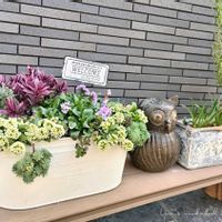 アリッサム,サントリナ,セダム,ムスカリ,ビオラの画像