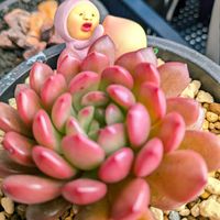 インコアナナス,ピンクルビー,エケベリア ピンクルビー,オオインコ アナナス江,ブラッドスワローの画像