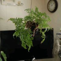 トキワシノブ,毎月４日はシダの日の画像