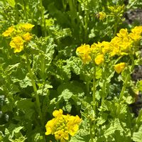 菜の花,自家栽培の野菜達,春の訪れ,花と暮らす,家庭菜園の画像