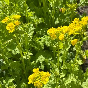 菜の花,自家栽培の野菜達,春の訪れ,花と暮らす,家庭菜園の画像