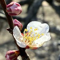 月影,春の粧,臥龍梅,道知辺,緋の司の画像
