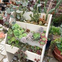 多肉植物,多肉寄せ植え,ガーデニング,マガジンラックリメイクの画像