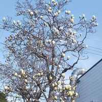 モクレン,遊歩道,白い水曜日♡の画像