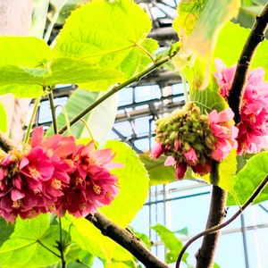 植物園,果実,温室,東京,花のある暮らしの画像
