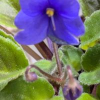 アマリリス,セントポーリア,꒰ღ˘◡˘ற꒱かわゅ~,花のある暮らし,おうち園芸の画像