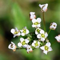 ナズナ,コハコベ,ミチタネツケバナ,公園散歩,雑草大好きの画像