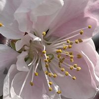 ハナモモ,モモ,花壇,ガーデニング,山野草の画像