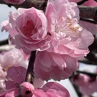 ハナモモ,モモ,花壇,ガーデニング,山野草の画像