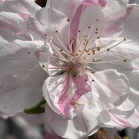 ハナモモ,モモ,花壇,ガーデニング,山野草の画像