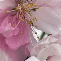 ハナモモ,モモ,花壇,ガーデニング,山野草の画像