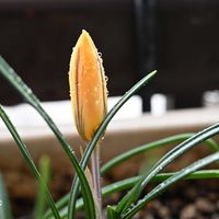 クロッカス,ベランダガーデン,マクロレンズ,ミラーレス一眼,おうち園芸の画像