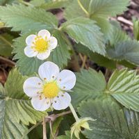 ワイルドストロベリーの画像