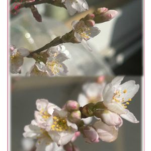 啓翁桜,啓翁桜,鉢植え,挿し木,春の花！の画像